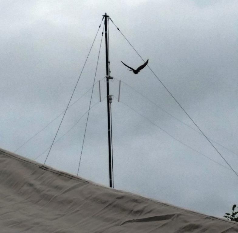 Photo of HF wire antenna above tent, large bird flying in background